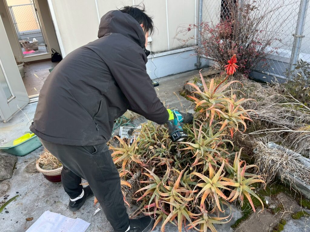大阪府天王寺区工具で植物を切っている実際の作業写真